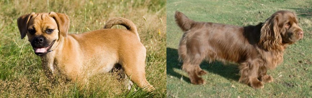 Sussex Spaniel vs Puggle - Breed Comparison