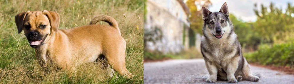 Swedish Vallhund vs Puggle - Breed Comparison