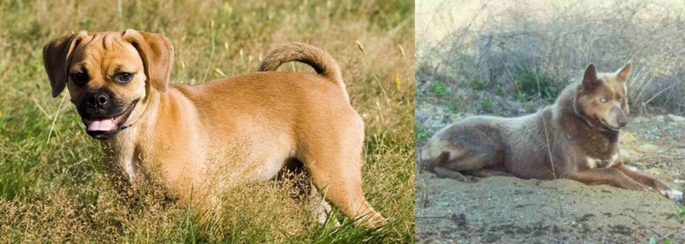 Tahltan Bear Dog vs Puggle - Breed Comparison