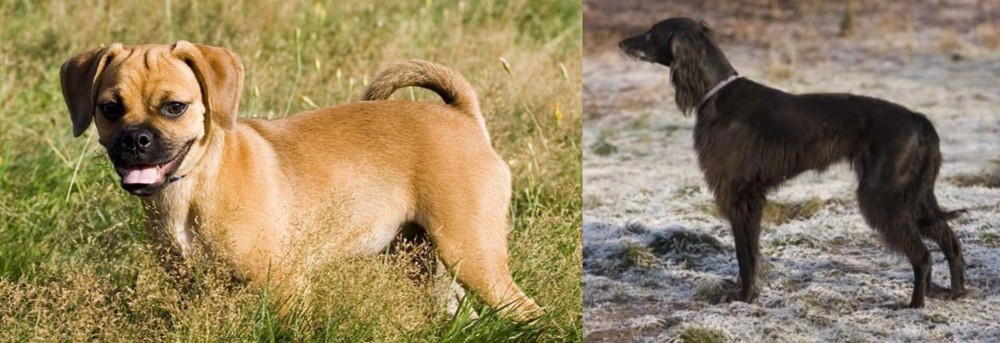 Taigan vs Puggle - Breed Comparison