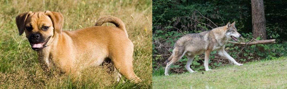 Tamaskan vs Puggle - Breed Comparison