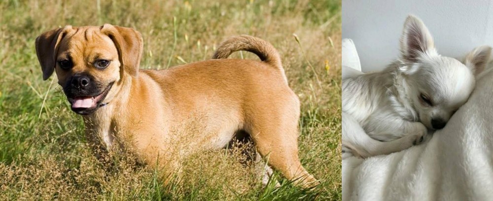 Tea Cup Chihuahua vs Puggle - Breed Comparison