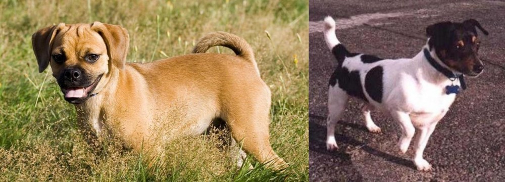 Teddy Roosevelt Terrier vs Puggle - Breed Comparison