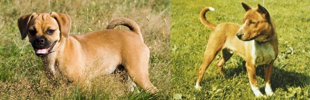 Telomian vs Puggle - Breed Comparison