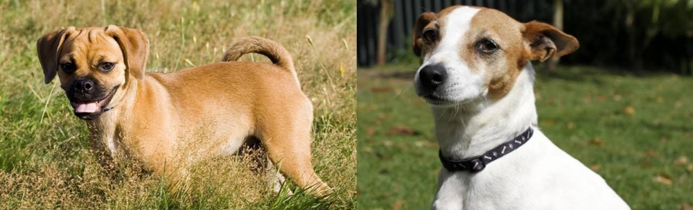 Tenterfield Terrier vs Puggle - Breed Comparison