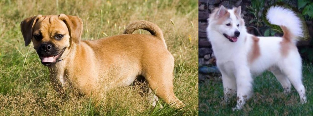 Thai Bangkaew vs Puggle - Breed Comparison