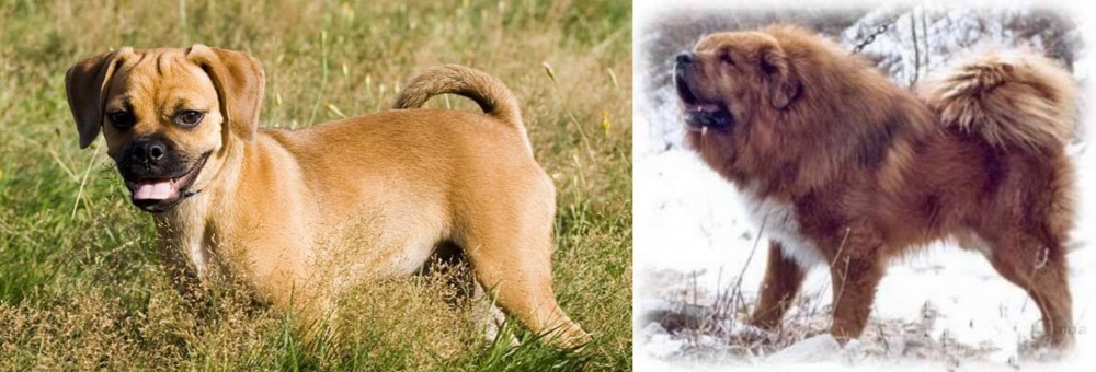 Tibetan Kyi Apso vs Puggle - Breed Comparison