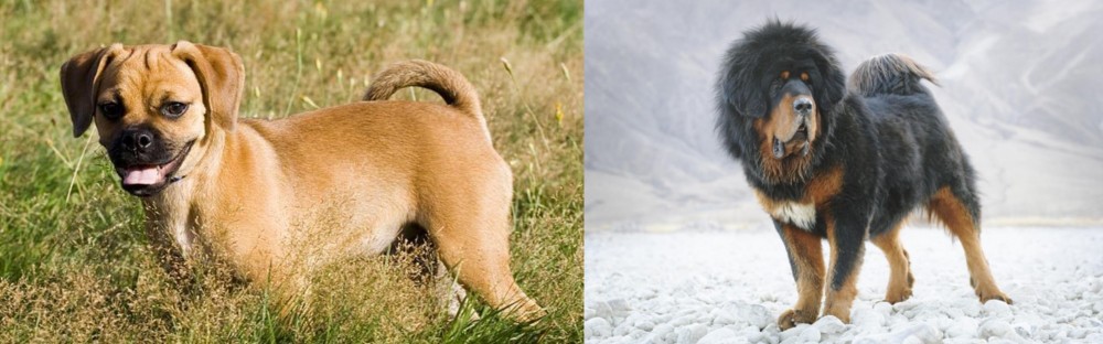 Tibetan Mastiff vs Puggle - Breed Comparison