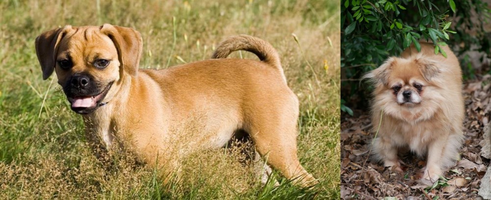 Tibetan Spaniel vs Puggle - Breed Comparison