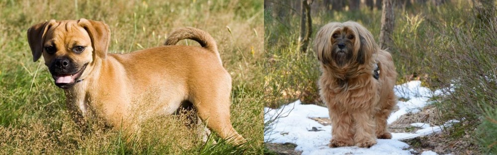Tibetan Terrier vs Puggle - Breed Comparison