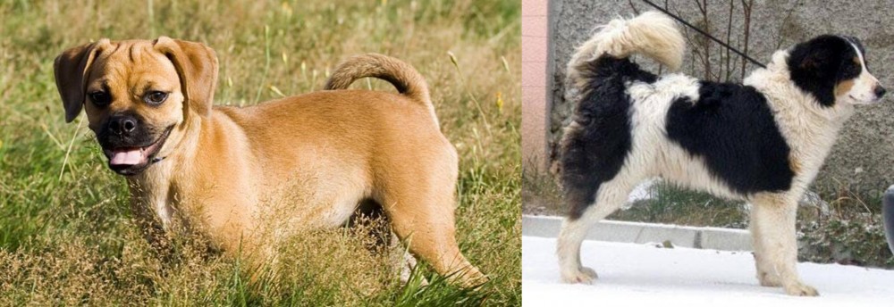 Tornjak vs Puggle - Breed Comparison