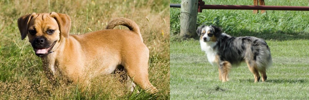 Toy Australian Shepherd vs Puggle - Breed Comparison