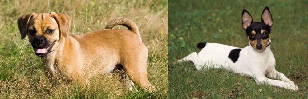 Toy Fox Terrier vs Puggle - Breed Comparison
