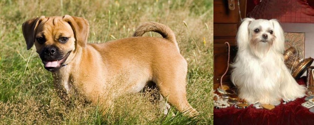 Toy Mi-Ki vs Puggle - Breed Comparison