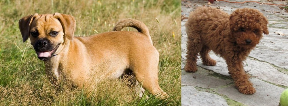 Toy Poodle vs Puggle - Breed Comparison