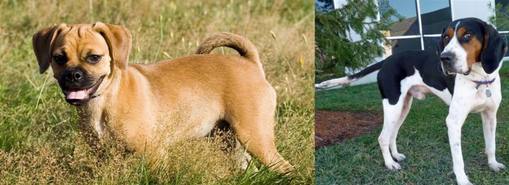 Treeing Walker Coonhound vs Puggle - Breed Comparison