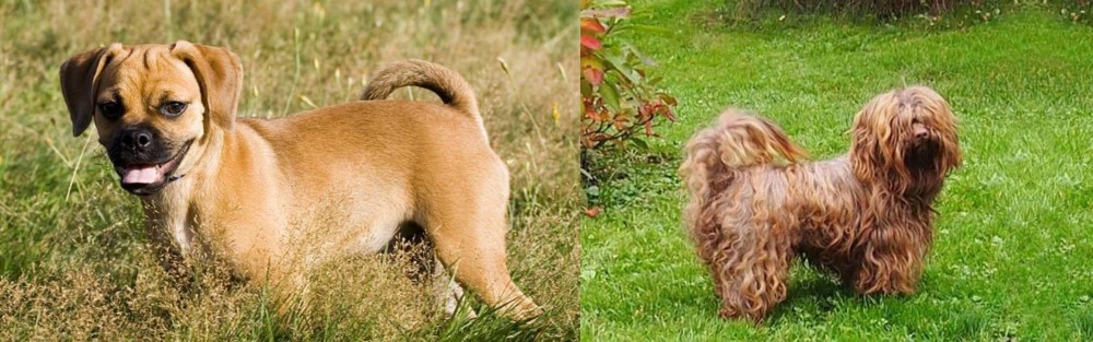Tsvetnaya Bolonka vs Puggle - Breed Comparison