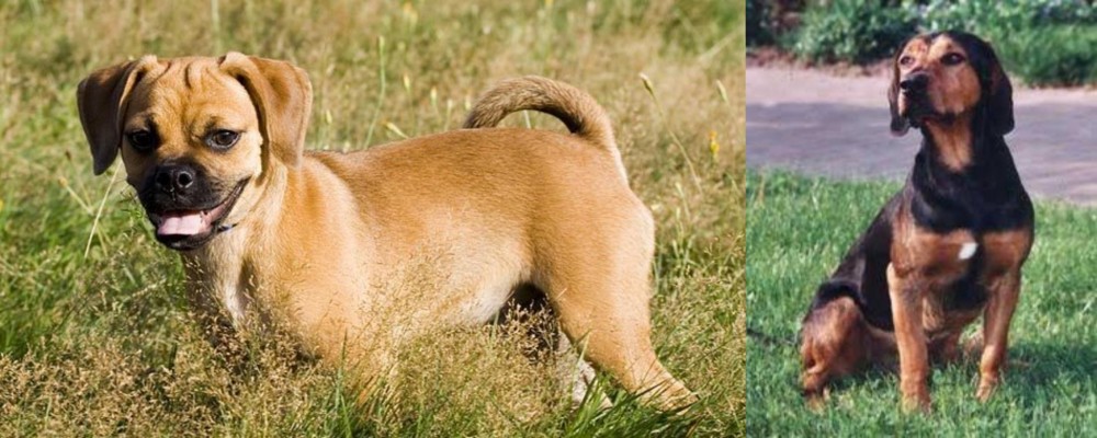 Tyrolean Hound vs Puggle - Breed Comparison