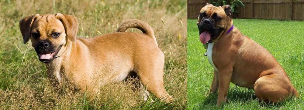 Valley Bulldog vs Puggle - Breed Comparison