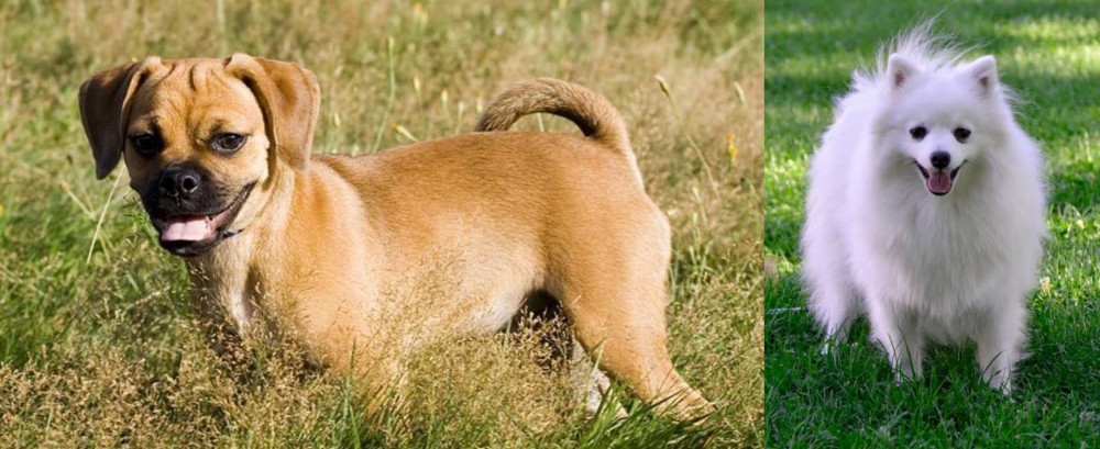 Volpino Italiano vs Puggle - Breed Comparison