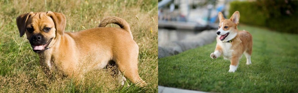 Welsh Corgi vs Puggle - Breed Comparison