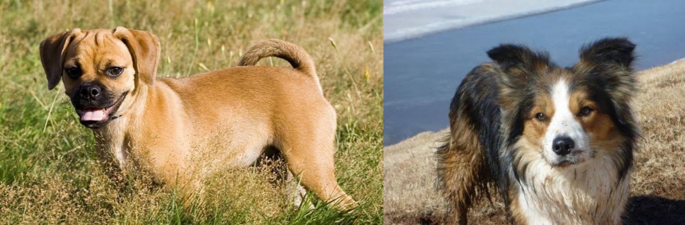 Welsh Sheepdog vs Puggle - Breed Comparison