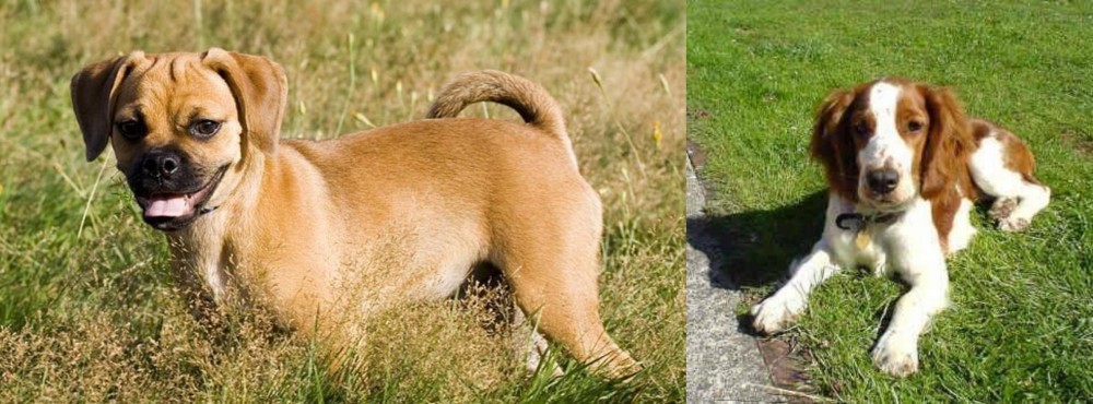 Welsh Springer Spaniel vs Puggle - Breed Comparison
