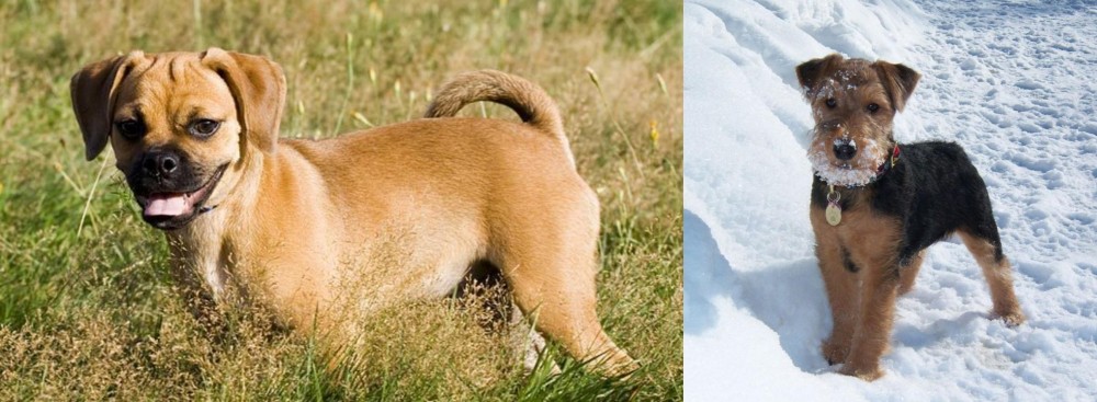 Welsh Terrier vs Puggle - Breed Comparison