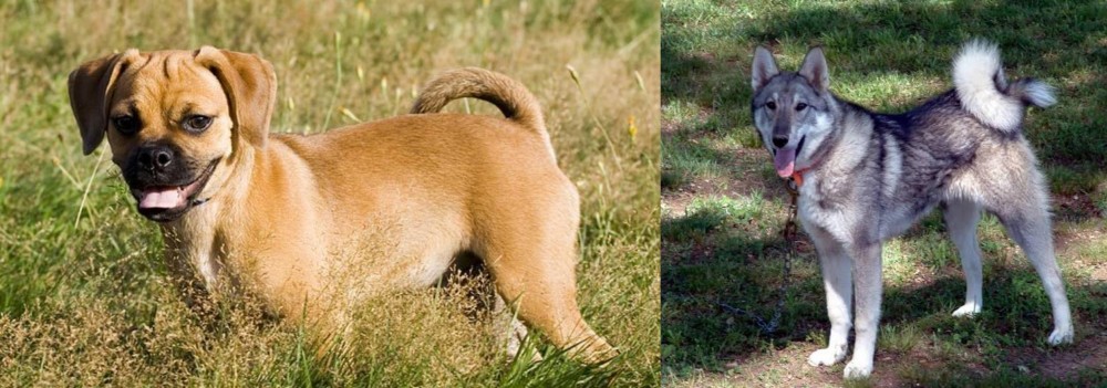 West Siberian Laika vs Puggle - Breed Comparison
