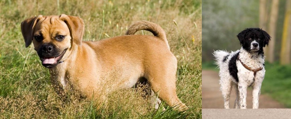 Wetterhoun vs Puggle - Breed Comparison