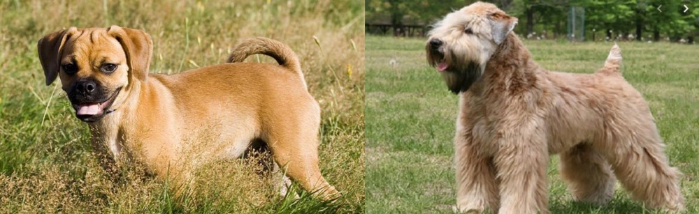 Wheaten Terrier vs Puggle - Breed Comparison