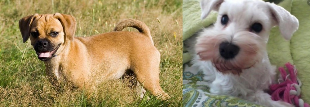 White Schnauzer vs Puggle - Breed Comparison