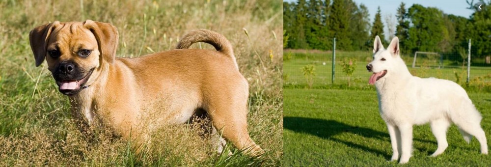 White Shepherd vs Puggle - Breed Comparison