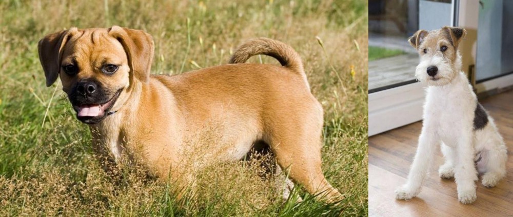 Wire Fox Terrier vs Puggle - Breed Comparison