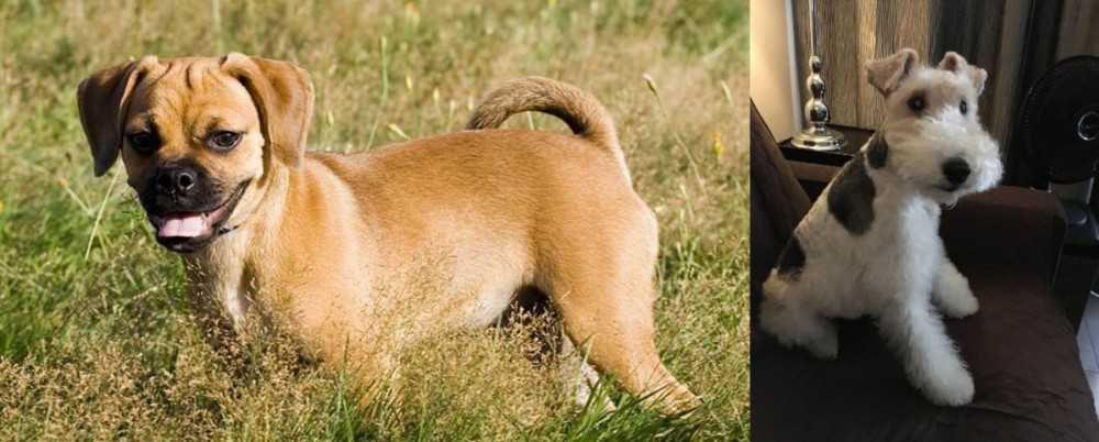 Wire Haired Fox Terrier vs Puggle - Breed Comparison