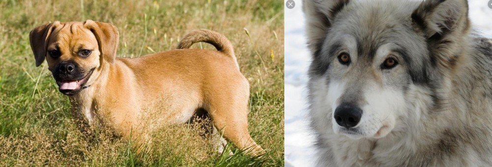 Wolfdog vs Puggle - Breed Comparison