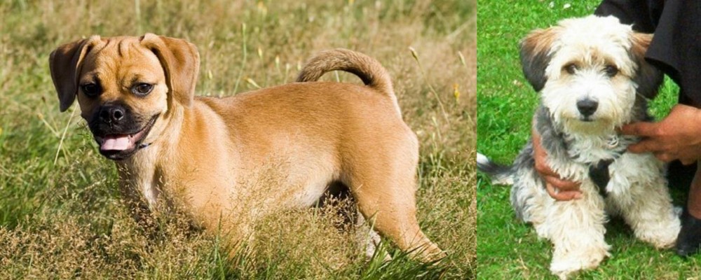 Yo-Chon vs Puggle - Breed Comparison