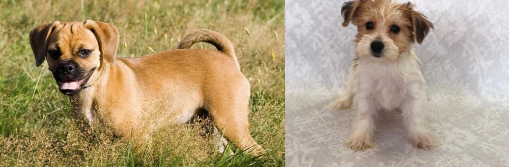 Yochon vs Puggle - Breed Comparison