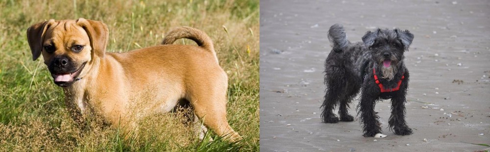 YorkiePoo vs Puggle - Breed Comparison