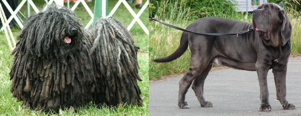 Neapolitan Mastiff vs Puli - Breed Comparison