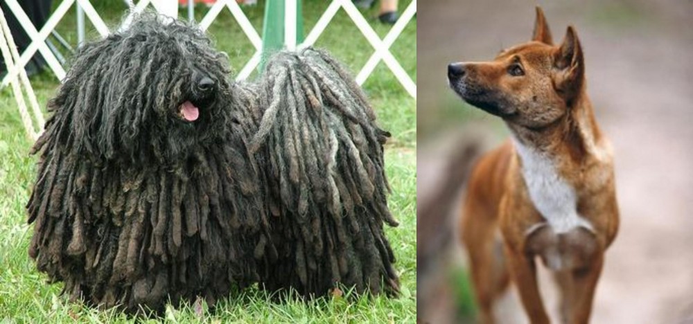 New Guinea Singing Dog vs Puli - Breed Comparison