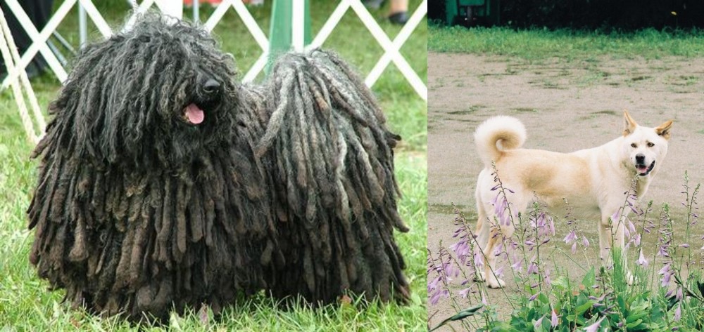 Pungsan Dog vs Puli - Breed Comparison
