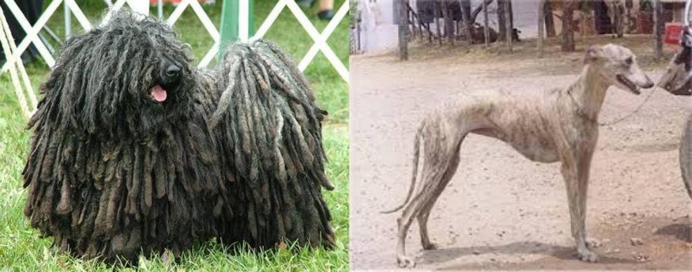 Rampur Greyhound vs Puli - Breed Comparison