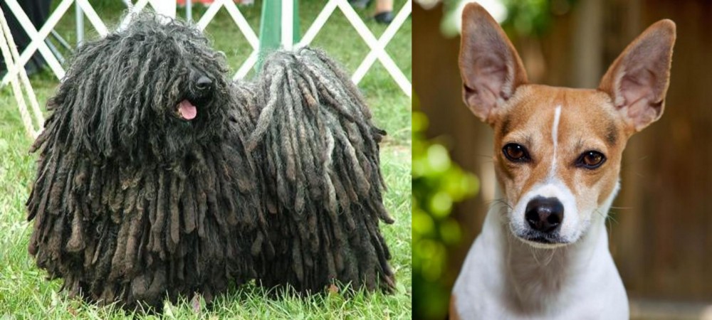 Rat Terrier vs Puli - Breed Comparison