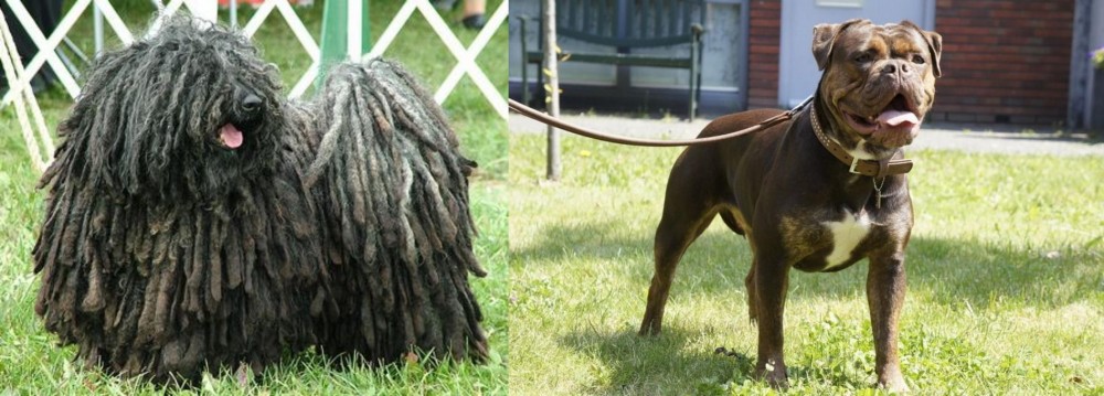 Renascence Bulldogge vs Puli - Breed Comparison