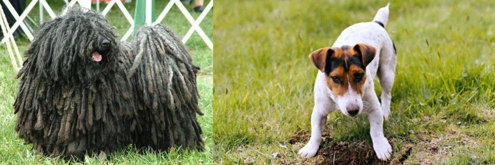 Russell Terrier vs Puli - Breed Comparison