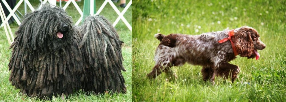 Russian Spaniel vs Puli - Breed Comparison
