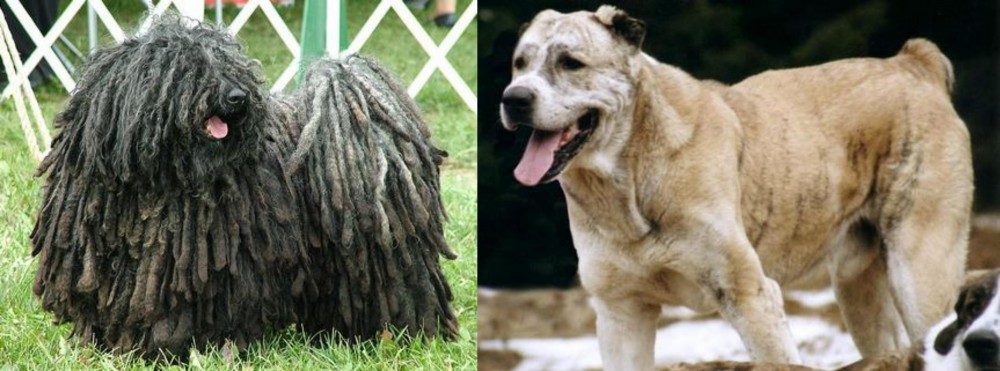 Sage Koochee vs Puli - Breed Comparison