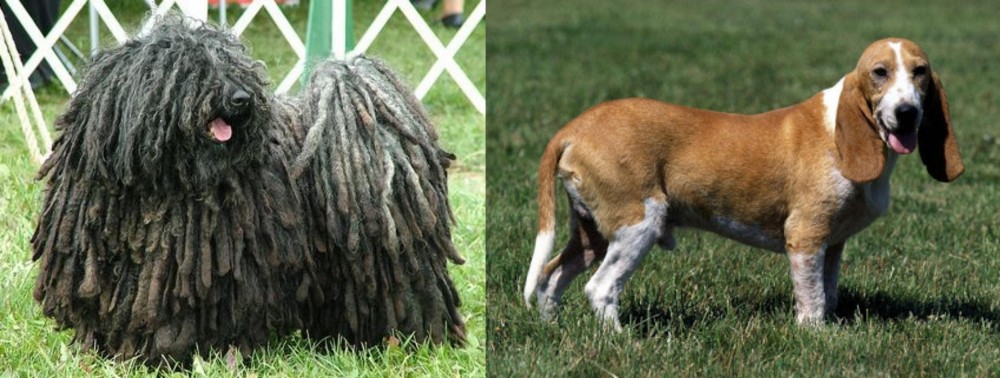 Schweizer Niederlaufhund vs Puli - Breed Comparison
