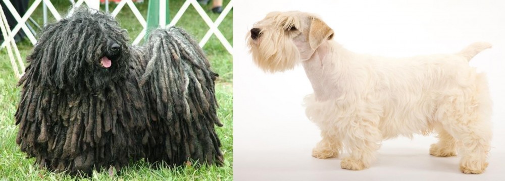 Sealyham Terrier vs Puli - Breed Comparison